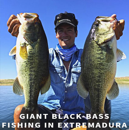Giant black-bass in Extremadura